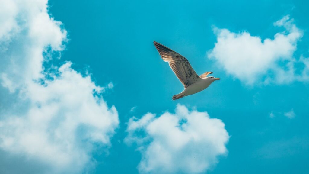 Jonathan Livingston Seagull: 5 Inspiring Life Lessons