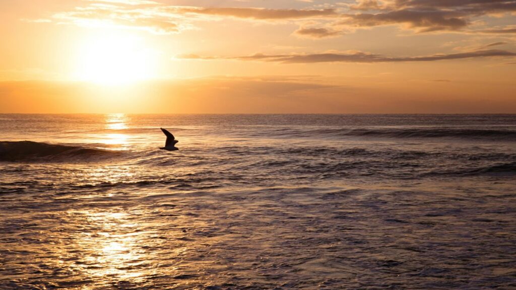 Jonathan Livingston Seagull: 5 Inspiring Life Lessons