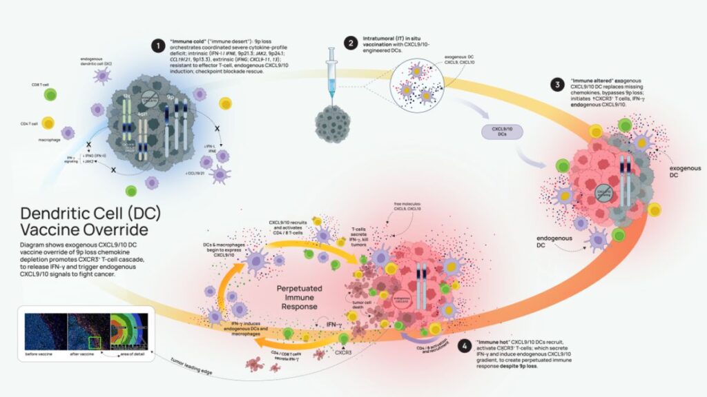 Cancer Vaccine Enteromix: 80% Success Breakthrough