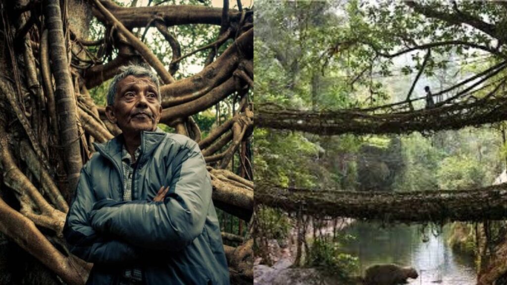 Hally War 7 Inspiring Secrets of Living Bridges